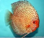 ������������� �����